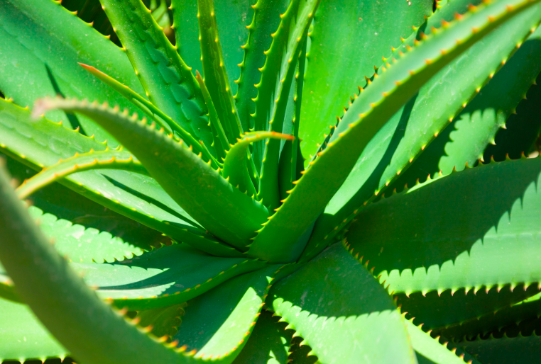 aloes